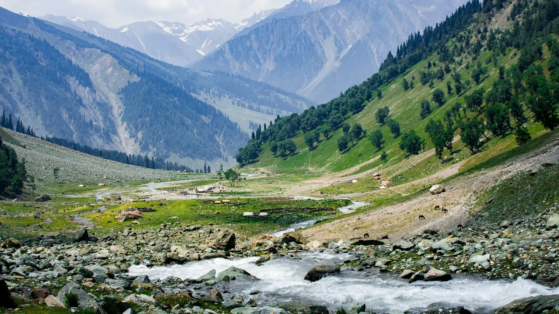 Kashmiri walnut orchard